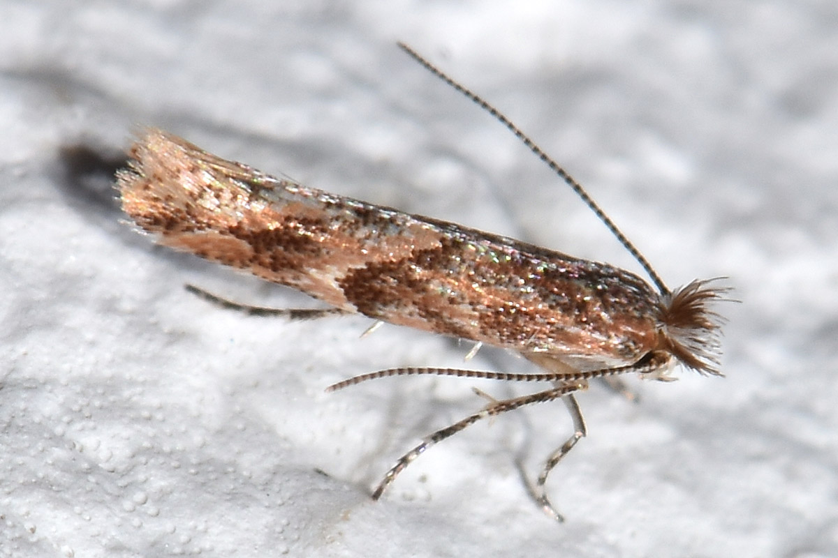 Gracillariidae: Phyllonorycter acaciella? S